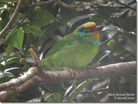 Black-browed Barbet - Megalaima oorti