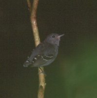 Plain-throated Antwren - Myrmotherula hauxwelli