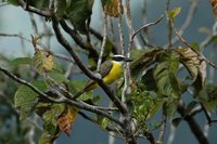 Boat-billed Flycatcher - Megarynchus pitangua