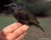 Stripe-cheeked Greenbul - Andropadus milanjensis