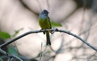 Gray-headed Canary-flycatcher - Culicicapa ceylonensis