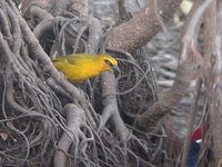 Black-necked Weaver - Ploceus nigricollis