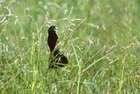 White-winged Widowbird - Euplectes albonotatus