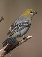 Pine Grosbeak - Pinicola enucleator