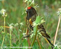 Fire-Fronted Serin - Serinus pusillus