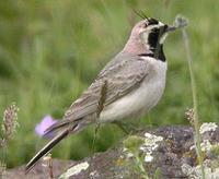 Shore Lark