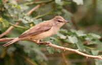 Great Reed Warbler