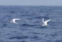 White (Fairy) Tern