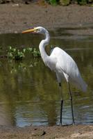 Great  egret   -   Ardea  alba   -   Airone  bianco  maggiore