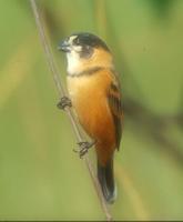 Rusty-collared Seedeater, Sporophila collaris