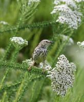 Karoo [Spotted] Prinia (Prinia maculosa) 4