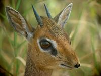 Kirk's Dikdik - Madoqua kirkii