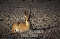 Male Bohor Reedbuck , Redunca redunca , Katavi National Park , Tanzania stock photo