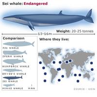 Sei whale