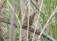 Lanceolated warbler C20D 03640.jpg