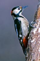 Great Spotted Woodpecker