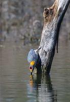 Golden-fronted woodpecker