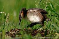 Potapka rohac (Podiceps cristatus)