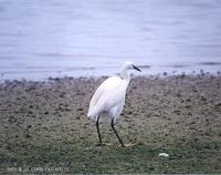 쇠백로 Little Egret  Egretta garzetta