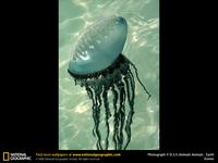 Photo: Portuguese man-of-war