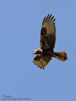 Eastern Marsh-Harrier (juvenile male)