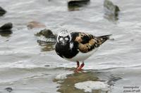 꼬까도요(Arenaria interpres) (Ruddy Turnstone)