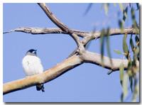 Butcher Bird 2576.jpg