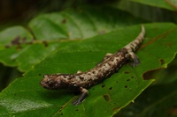 : Bolitoglossa dofleini; Giant Palm Salamander