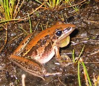 : Litoria nasuta; Rocket Frog