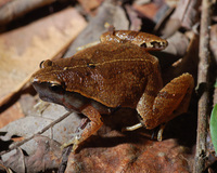 : Microhyla heymonsi