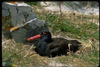 : Haematopus ater; Blackish Oystercatcher