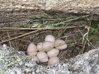 : Oreortyx pictus; Mountain Quail