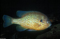 : Lepomis gibbosus; Pumpkinseed