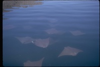 : Rhinoptera bonasus; Cownose Ray