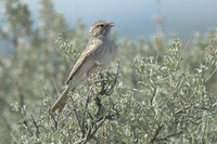 : Spizella breweri; Brewer's Sparrow