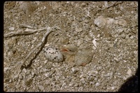 : Sterna sp.; Tern