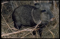 : Tayassu tajacu; Peccary, Collared Peccary