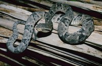 : Bothrops isabelae = bothrops atrox; Common Lancehead