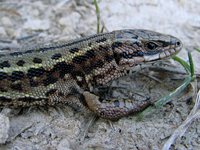 : Zootoca vivipara; Viviparous Lizard