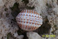 : Acanthocardia tuberculata