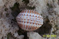 : Acanthocardia tuberculata