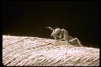 : Ponera sp.; Ant