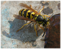 : Vespula pensylvanica; Western Yellowjacket Wasp