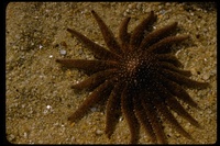 : Pycnopodia helianthoides; Sunflower Star