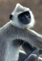 Semnopithecus priam    Tufted Gray Langur photo