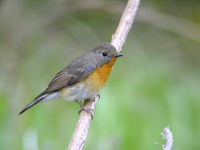 노랑딱새 Ficedula mugimaki | mugimaki flycatcher