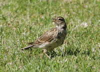 Eurasian Skylark