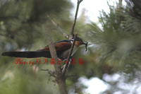 밤색날개뻐꾸기(Chestnut-winged Cuckoo)...