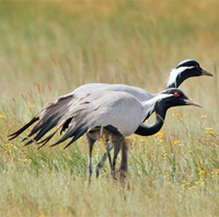 Demoiselle Cranes