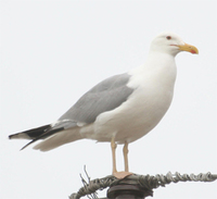 Caspian Gull